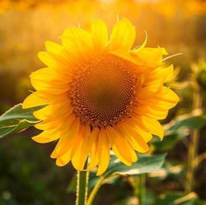 Meet your Posher, Ivonne